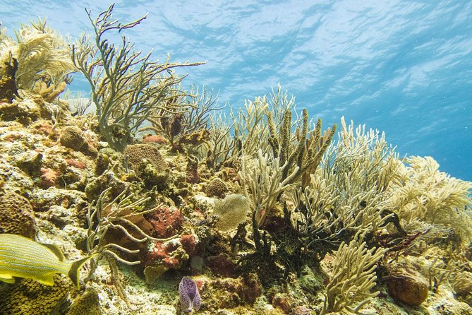 Half-Day Scuba Diving in Playa del Carmen for Small-Group - The first reef session