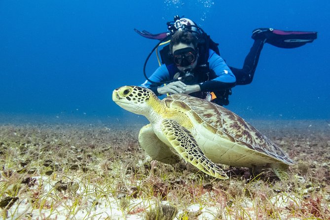 Half-Day Scuba Diving in Playa del Carmen for Small-Group - Practical preparation for the four-and-a-half-hour outing