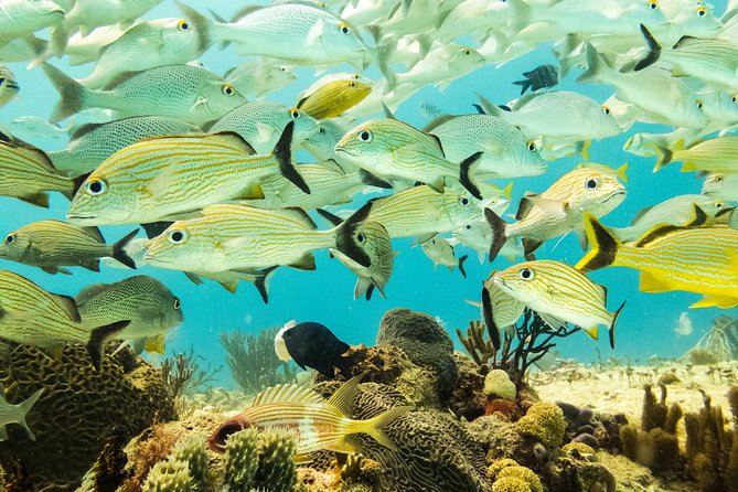 Half-Day Scuba Diving in Playa del Carmen for Small-Group - From Tank-Ha Dive Center to the boat