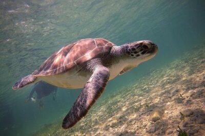 Half-Day Scuba Diving Tour – Discover Scuba Diving!