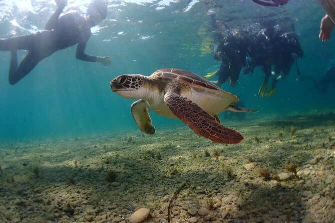Half-Day Scuba Diving Tour - Discover Scuba Diving! - Price, Photos, and Overall Value