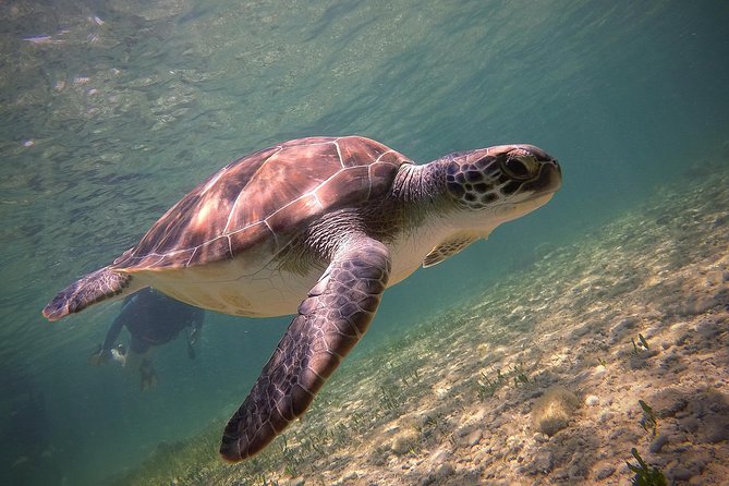 Half-Day Scuba Diving Tour - Discover Scuba Diving! - The Briefing: Learn the Basics Before You Get Wet