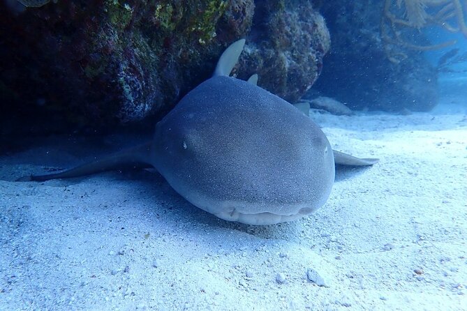 Half Day Scuba Diving Trip in the Florida Keys - What the crew adds to the experience