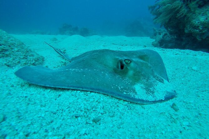 Half Day Scuba Diving Trip in the Florida Keys - Equipment, certification, and the buddy question