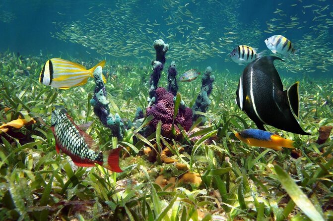 Half-Day Small-Group 2-Tank Scuba Dive in Key Largo (CERTIFIED DIVERS ONLY) - Key Points Before You Book
