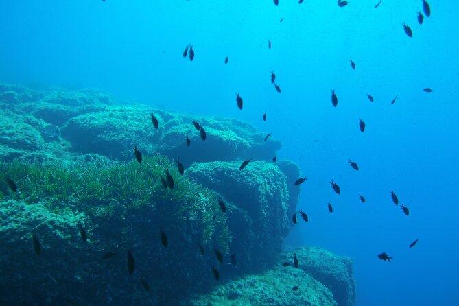 Half Day Snorkeling & Diving in Nice - Villefranche-sur-Mer from the water