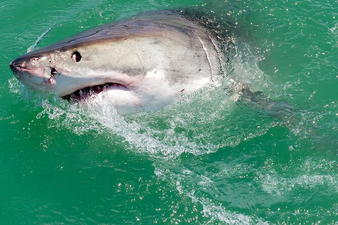 Half-Day White Shark Cage Diving from Gansbaai - Breakfast and preparation before the boat