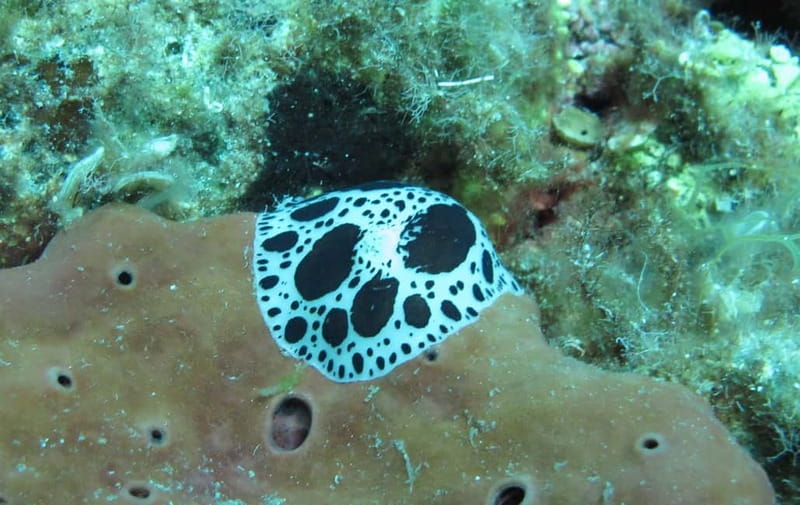 Halkidiki-Kassandra: Scuba Diving for Beginners - Is $102 a fair price?
