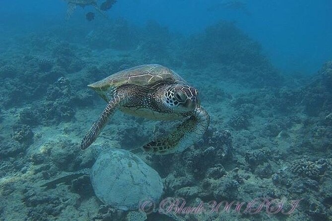 Hawaii DISCOVER Beginner + Certified 2 Tank Shallow Scuba Diving - What the $299 Price Buys You