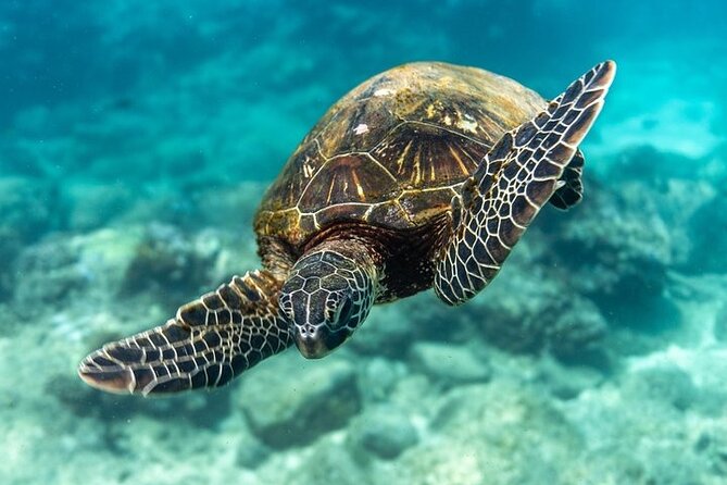 Hawaii DISCOVER Beginner + Certified 2 Tank Shallow Scuba Diving - Marine Life Without the Hype