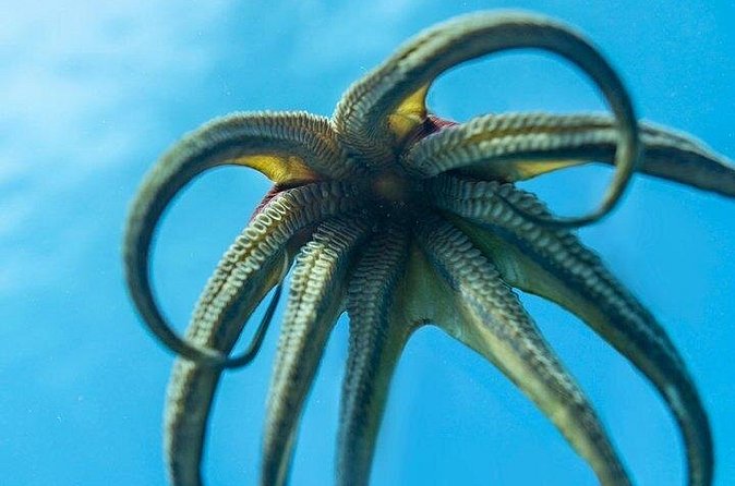Hawaii DISCOVER Beginner + Certified 2 Tank Shallow Scuba Diving - Booking Rules and Group Size