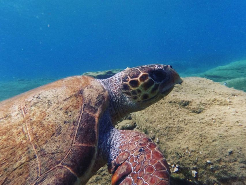 Heraklion: Beginner's intro dive w/2 Dives with transfer. - What makes this Agia Pelagia experience worth considering
