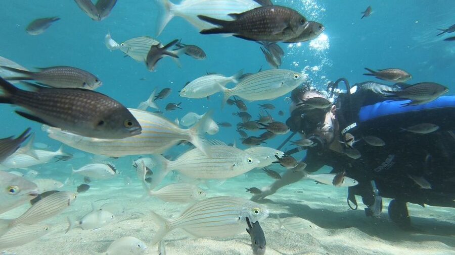 Heraklion: Beginner Scuba Diving Lesson with PADI Instructor - Getting comfortable with the equipment