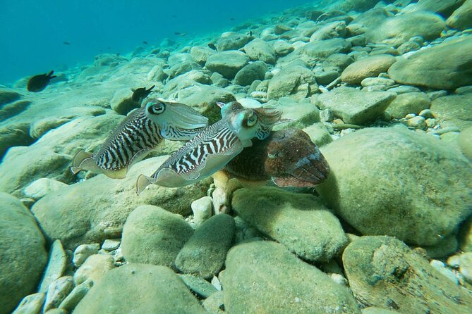 Heraklion: Scuba Diving Experience for Beginners - Why the guides matter more than the fish