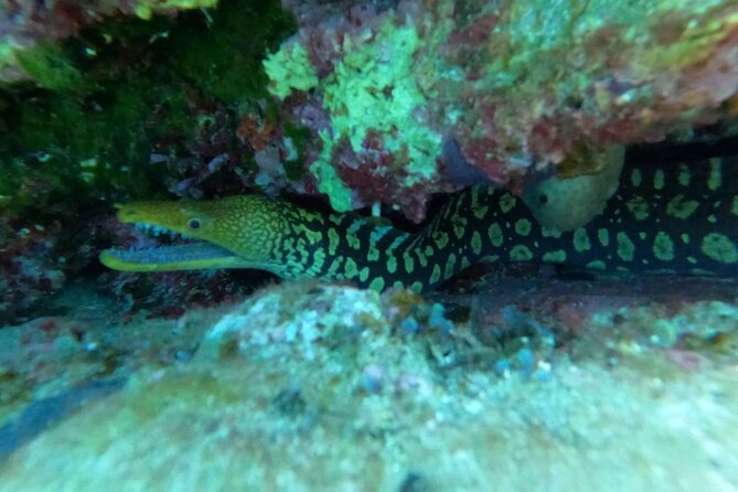 Heraklion: Scuba Diving Experience for Beginners - What is included for $82.82