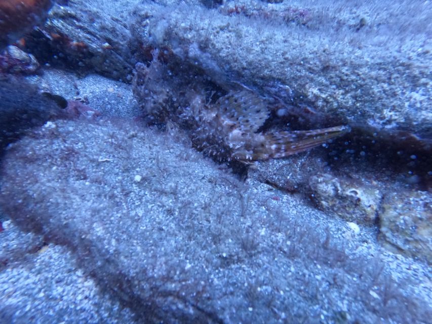 Heraklion: Scuba Diving Experience for Beginners _Beach - A Gentle Introduction at Mononaftis Beach