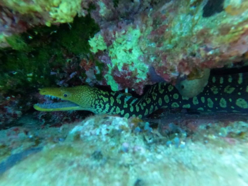 Heraklion: Scuba Diving Experience for Beginners _Beach - Transfers From Heraklion and Nearby Resorts