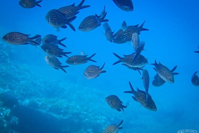 Heraklion: Scuba Diving Experience for First-Timers - The 45-minute lesson that settles beginner nerves