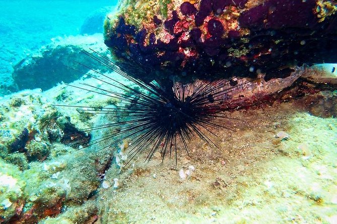 Heraklion: Scuba Diving Experience for First-Timers - Is $82 a fair price?