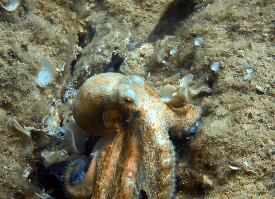 Heraklion: Scuba Diving Experience for First-Timers - Who will enjoy this most