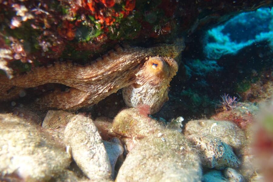 Heraklion: Try Scuba Diving - The Main Underwater Session at Five Meters