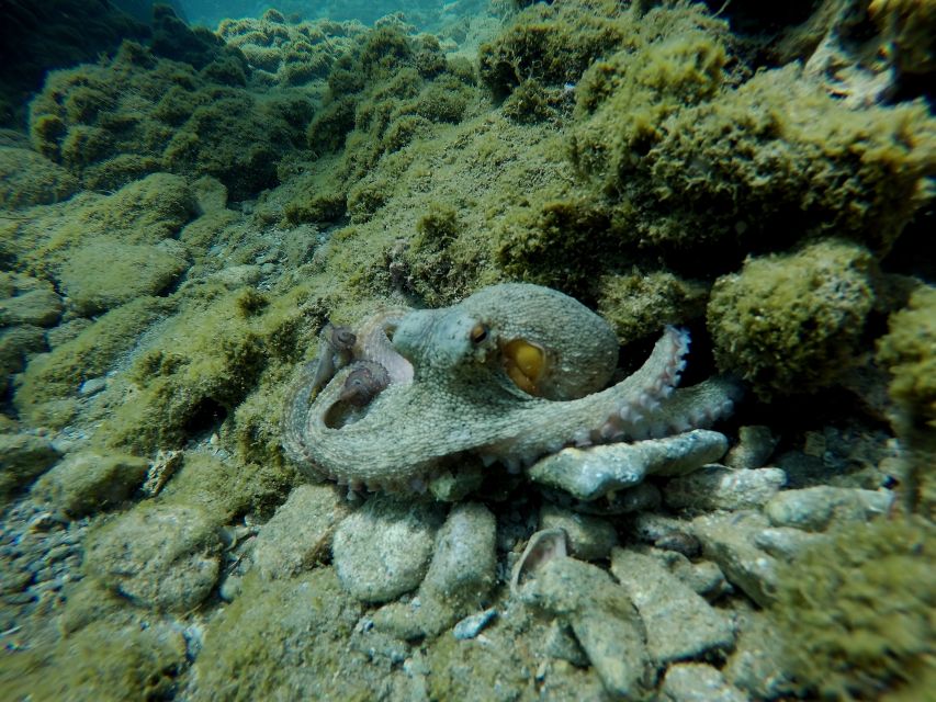 Heraklion: Try Scuba Diving For Beginners (1 dive) - Why the small group matters
