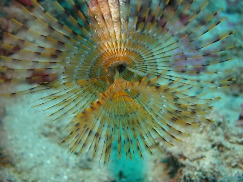 Hersonissos, Stalida: Scuba Diving Experience for beginners - Who should book this Crete activity?