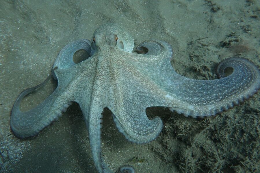 Hersonissos, Stalida: Scuba Diving Experience for beginners - What the $104 price includes