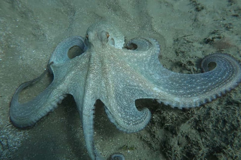 Hersonissos, Stalida: Scuba Diving Experience for beginners - Timing, energy, and what to bring