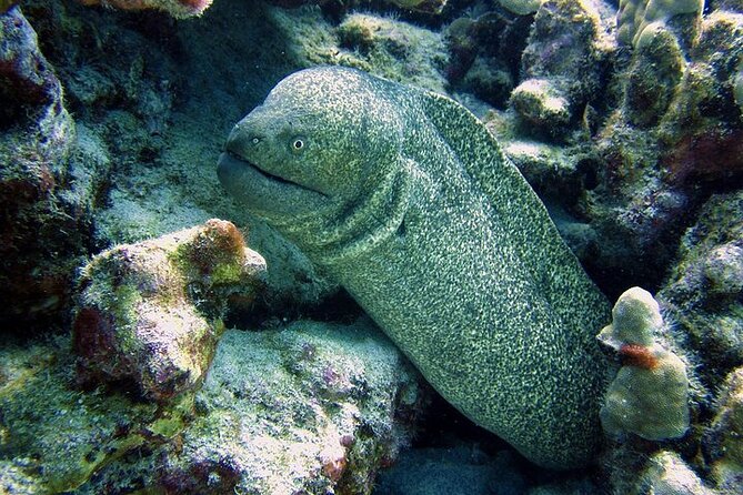 Hilo's Remote Tropical Reef 2 Tank Boat Dive - Key points at a glance