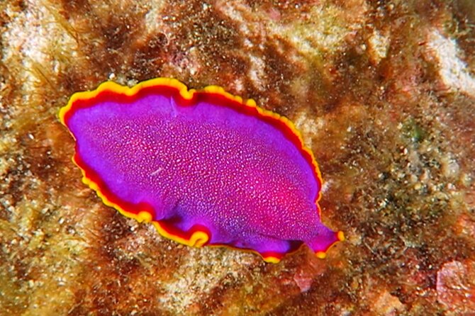 Hilo's Remote Tropical Reef 2 Tank Boat Dive - Why remote Hilo reefs are worth your morning
