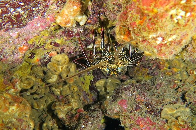 Hilo's Remote Tropical Reef 2 Tank Boat Dive - What the two underwater sessions may offer