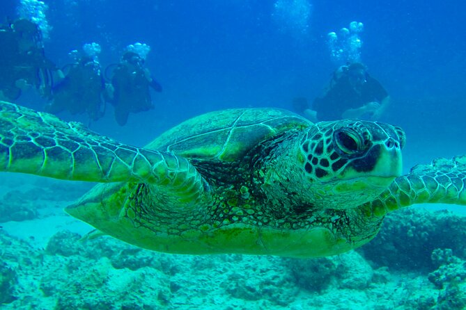 Hilo's Remote Tropical Reef 2 Tank Boat Dive - Equipment, safety, and physical demands