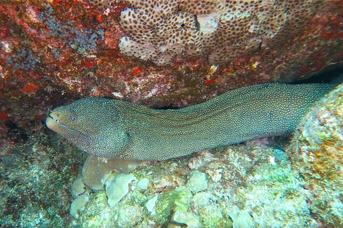 Hilo's Remote Tropical Reef 2 Tank Boat Dive - Value, booking terms, and who should go