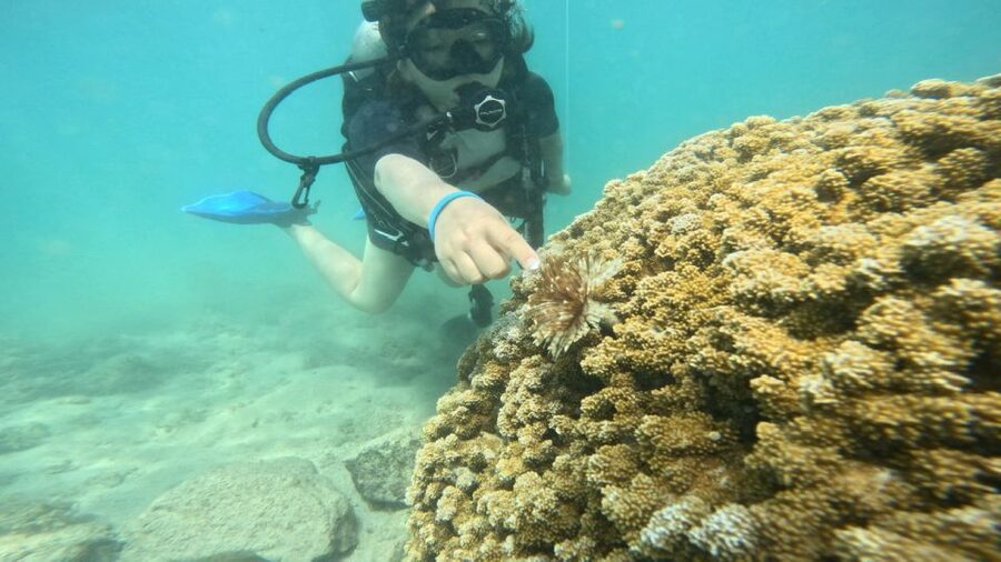 Honolulu: Beginner Scuba Diving Tour With Free Videos - Key points to know before you book