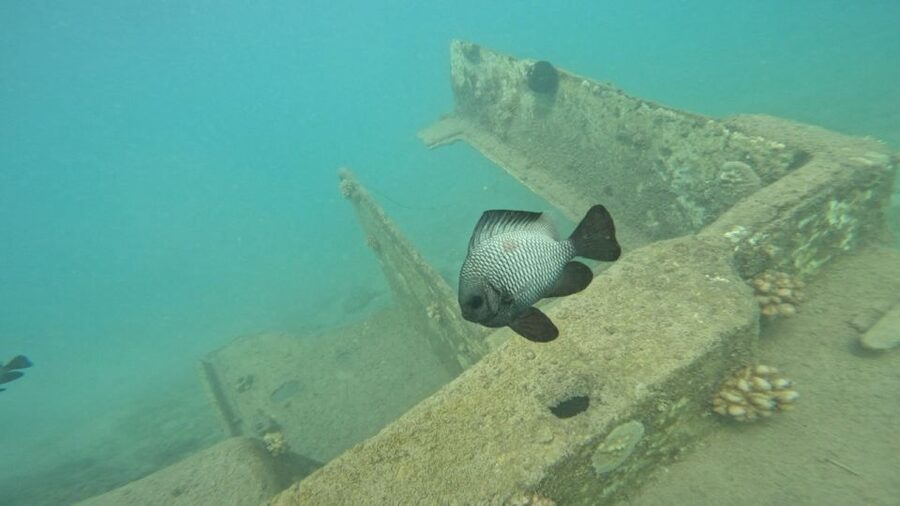 Honolulu: Beginner Scuba Diving Tour With Free Videos - The first lesson: safety before scenery