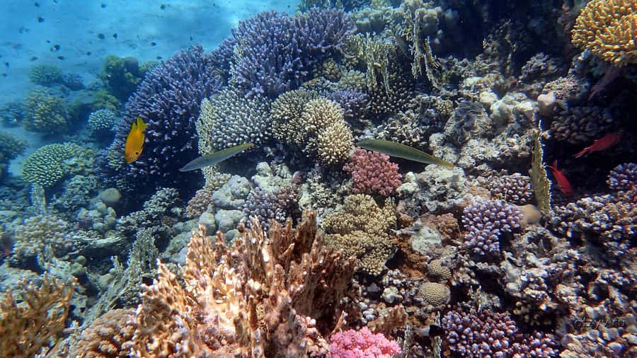 Hurghada: 1 day DIVING Refrechment, Check Dives and Dolphins - Why this Hurghada experience suits returning scuba divers