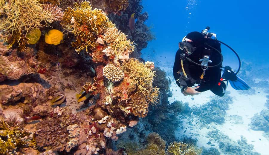 Hurghada: 3-Day PADI Open Water Diving Course - The real price: $412 is not the full figure