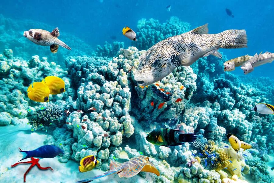 Hurghada: Beginners Scuba Diving Full-Day Boat Trip & Lunch - What to bring and how to prepare