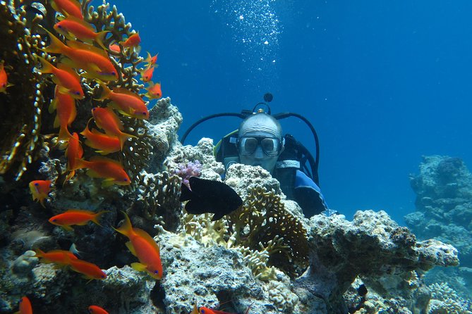 Hurghada Daily Scuba Dive Trip - Is $60 good value?