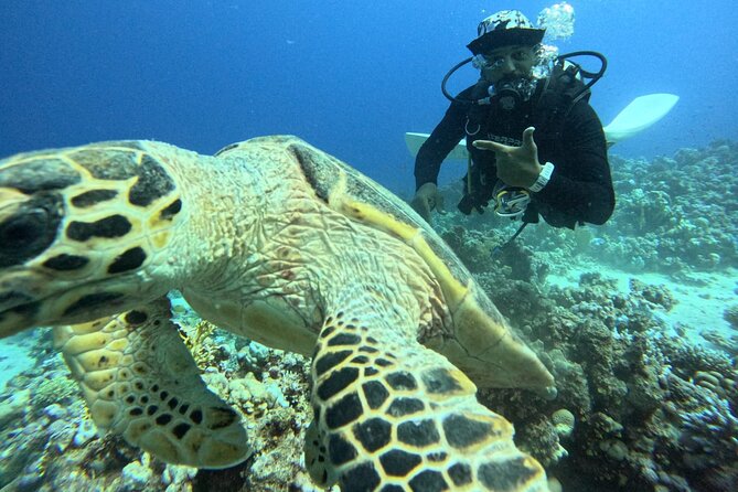 Hurghada Diving Adventure one Day with two Dives Boat Trip - What the Strong Rating Tells You