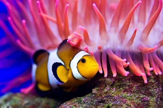Hurghada: Full-Day Diving Tour with Lunch & Two Dive Sites - Lunch and a break between the two sites