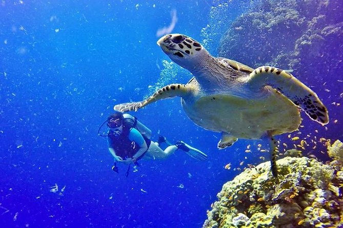 Hurghada: Full-Day Diving Tour with Lunch & Two Dive Sites - The second site: more variety, same guided format