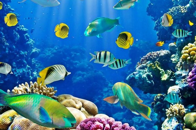 Hurghada: Full-Day Diving Tour with Lunch & Two Dive Sites - Safety instructions before your first underwater session