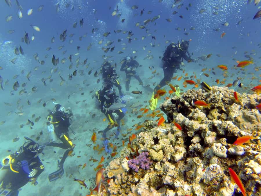 Hurghada: Full-Day Scuba Diving Tour with 2 Sites and Lunch - Practical preparation for a smoother day