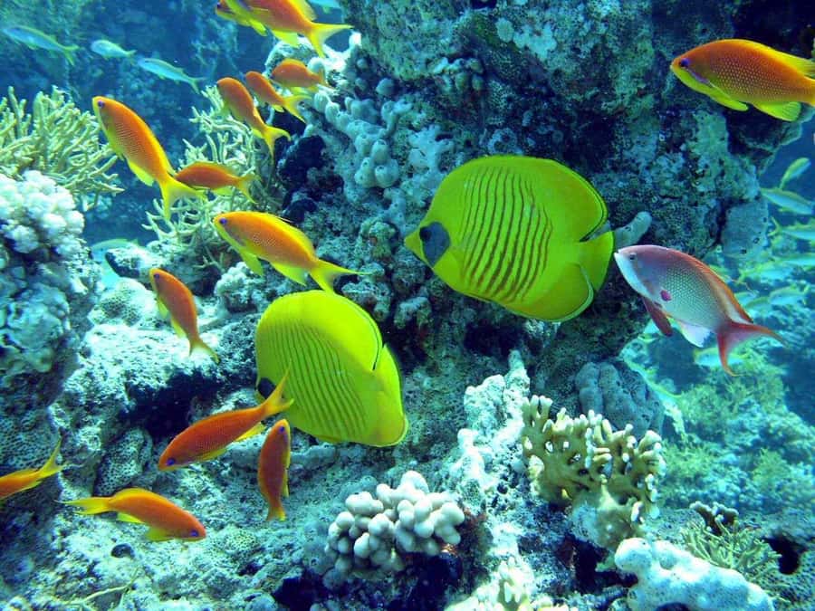 Hurghada: Full-Day Scuba Diving Tour with 2 Sites and Lunch - What the $70 price really covers