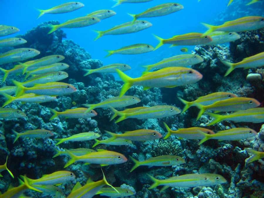 Hurghada: Full-Day Scuba Diving Tour with 2 Sites and Lunch - Your first underwater session, especially for beginners