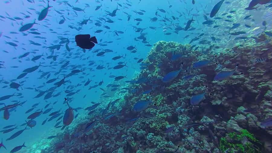 Hurghada: Full-Day Scuba Diving Tour with 2 Sites and Lunch - Lunch, deck time, and the slower parts of the day