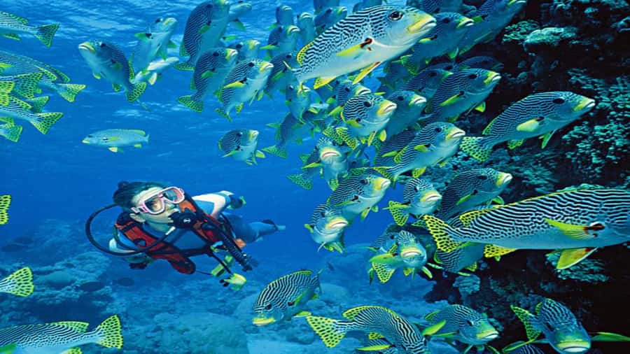 Hurghada:Luxury Diving & Snorkeling inc/Island/Lunch/Massage - What the $58 price really covers