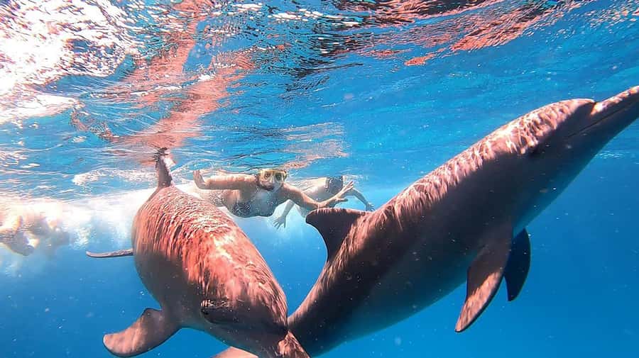Hurghada: Orange Bay Snorkeling cruise and optional diving - Who will enjoy this cruise most